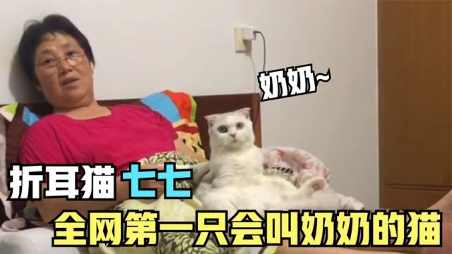 全网第一只会叫奶奶的猫,喜欢陪着奶奶看电视,网友:成精了