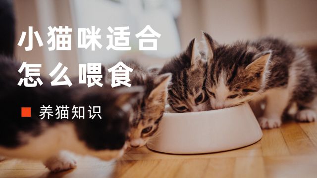 养小猫不难,教你怎么正确喂食