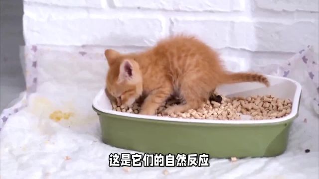 猫咪便秘为什么努嘴,便秘该怎么治疗?如何预防?一文了解所有!