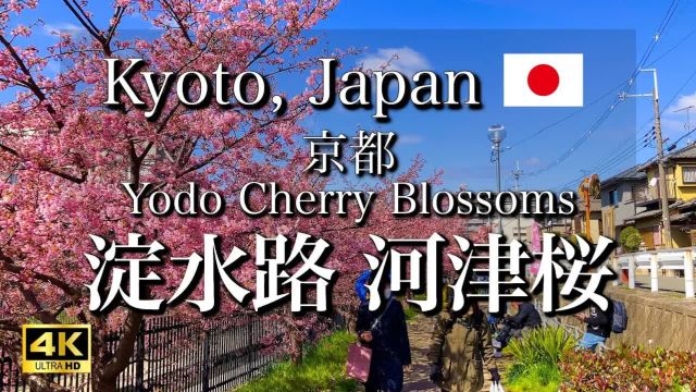 日本旅行 京都的淀川 樱花近乎盛开