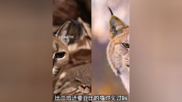 这种猫居然比狗还听话,全球7种罕见的大盘点二