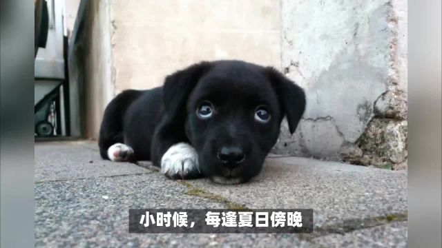 黑狗白爪子白胸膛的寓意是什么?中国传统中的吉祥之兆!