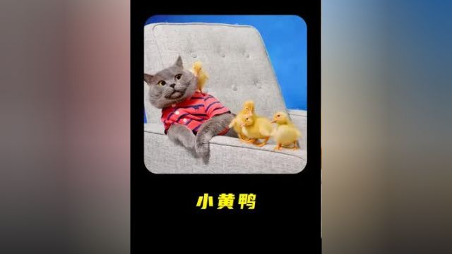 一只猫成为小黄鸭的超级奶爸 #电影解说 #猫星人 #搞笑短片 #酷猫麦克