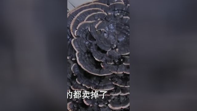 灵芝大如盆,30斤重的大灵芝您见过吗?