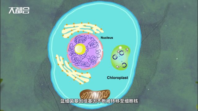 研究近8年“坐穿冷板凳”,中国科学家解析叶绿体基因转录机器构造