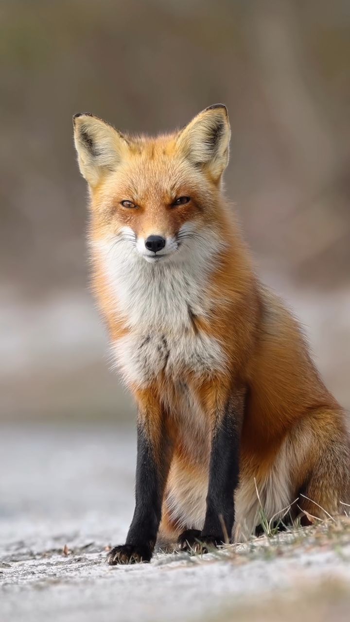 狐狸的样子图片霸气图片