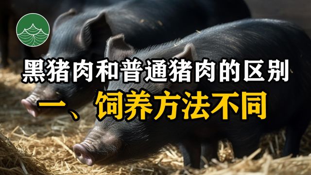 黑猪肉和普通猪肉的区别一、饲养方法不同