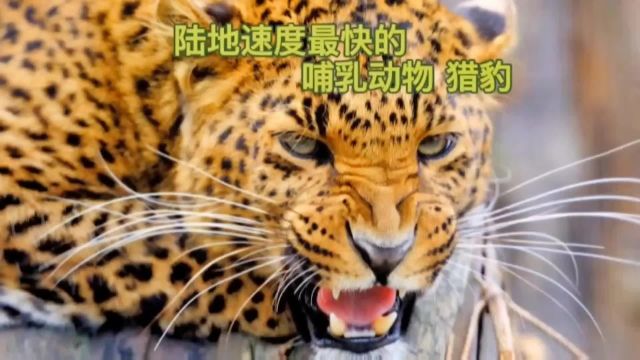 陆地速度最快的动物 “猎豹”猎豹 每天跟我涨知识 爱护大自然爱护动物 科普一下