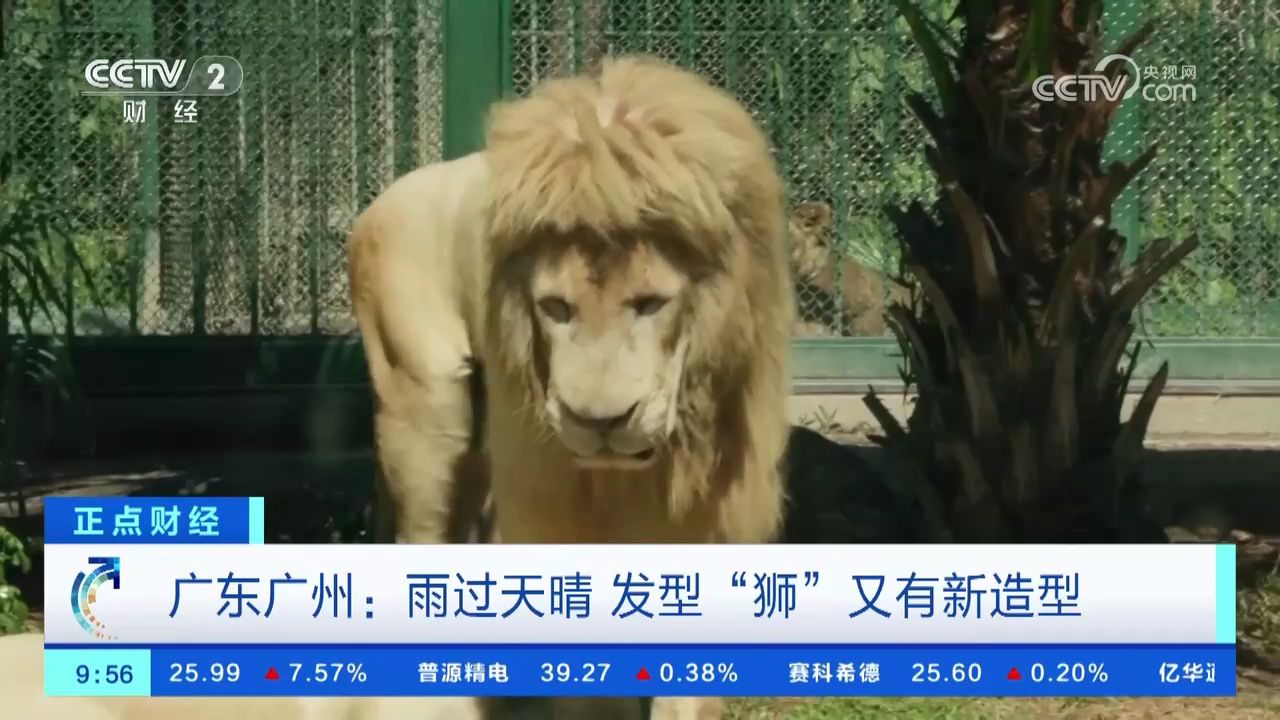 广东广州:雨过天晴 发型"狮"又有新造型