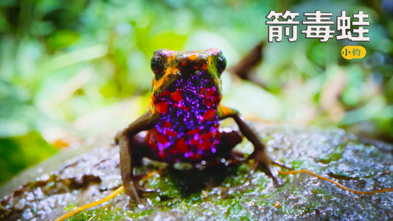 浑身剧毒的箭毒蛙妈妈,特殊的哺育方法