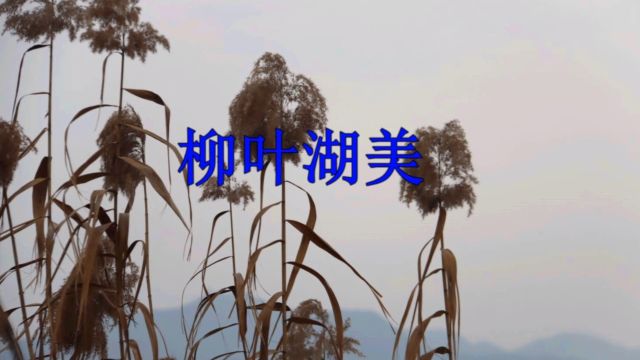 巜柳叶湖美》一一刘海砍柴遇情妹