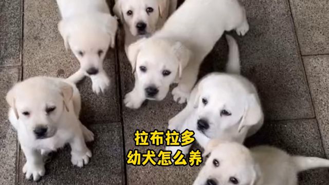 拉布拉多幼犬怎么养?干货篇