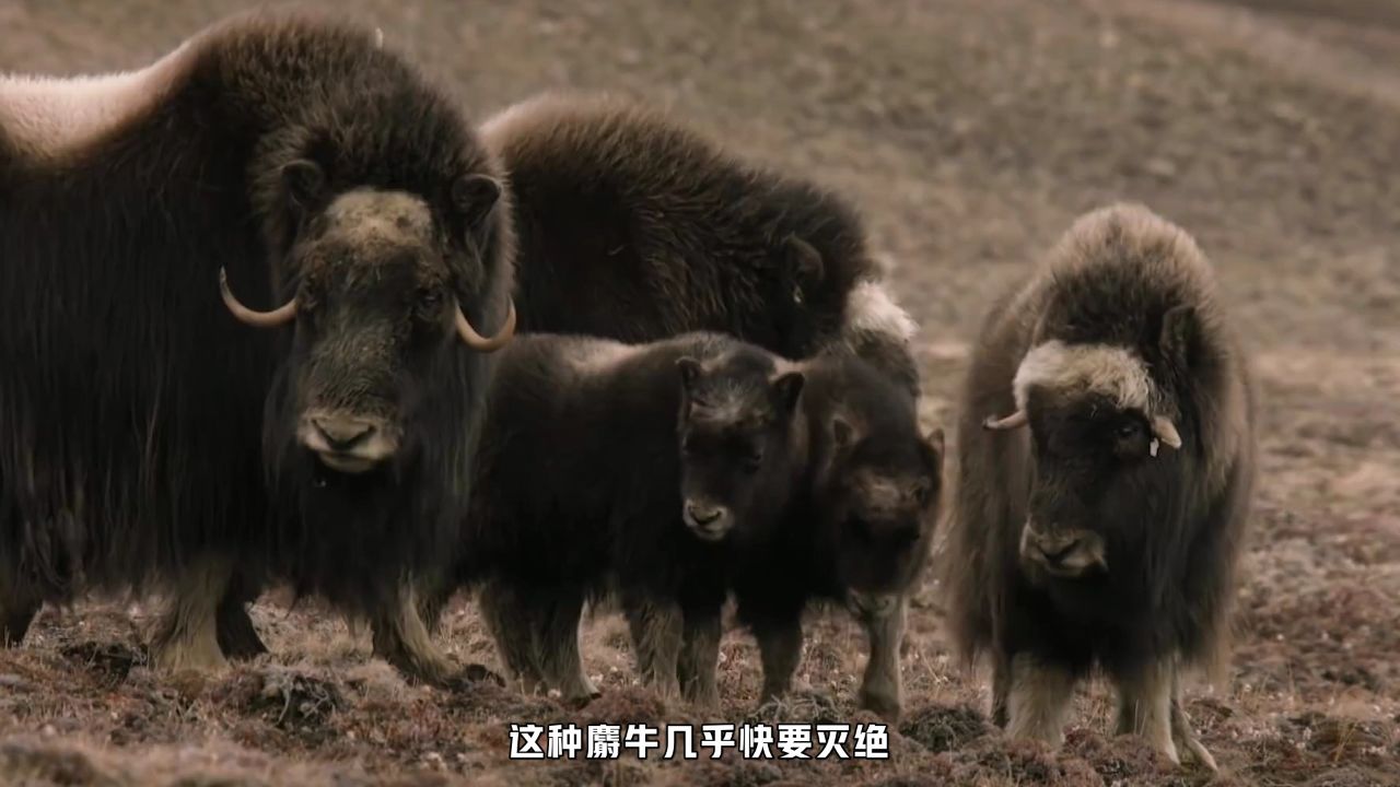 三匹雪狼捕捉一群麝牛的真实场面