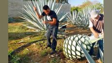 巨型“菠萝”是怎么酿酒的？墨西哥的灵魂，龙舌兰酒。 #龙舌兰 #龙舌兰酒生产过程