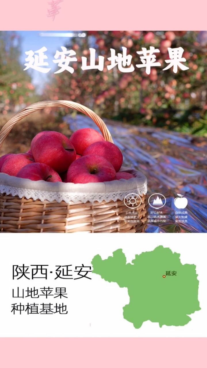 陕西延安洛川红富士苹果原产地新鲜水果一整箱当季苹果农产品5斤