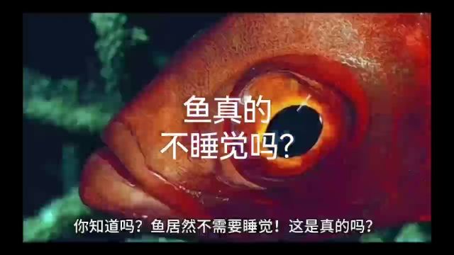 鱼真的不睡觉吗?