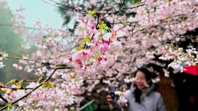 野樱花开丹湫谷