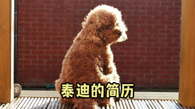 每天了解一种狗——泰迪犬介绍