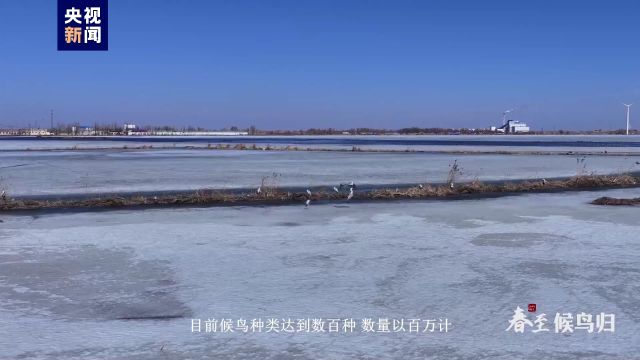 春风如信候鸟归 草原湿地展开灵动的春日图景