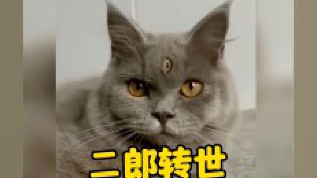 那些长相怪异的猫咪,来看看哪个最奇怪?