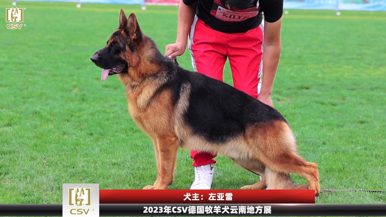 2023年csv德国牧羊犬云南地方展幼年公犬组sg2犬只讲评