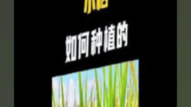 竟有人没见过水稻种植,一起看看来之不易的粮食是如何种植的