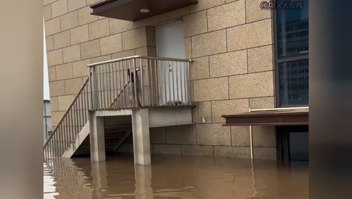 盘点洪水中救动物的感人瞬间,救援人员们辛苦了!