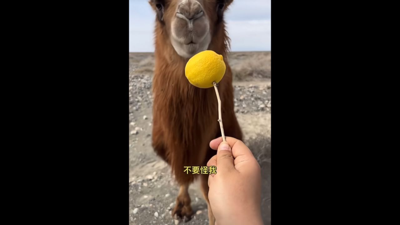 骆驼吃图片