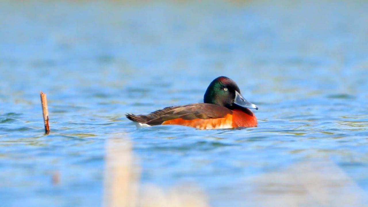 湿地精灵——青头潜鸭