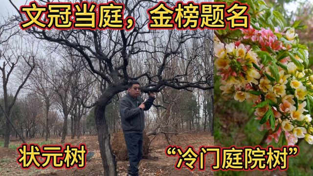 庭院最高端的“冷门树”,号称“状元树”,自古达官贵人都抢着种