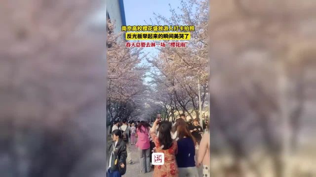 这个春天总要去淋一场“樱花雨”吧?(素材来源: