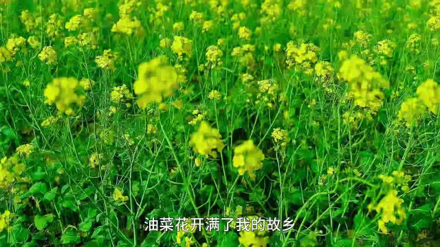 油菜花,故乡春天,童年色彩,乡愁寄托