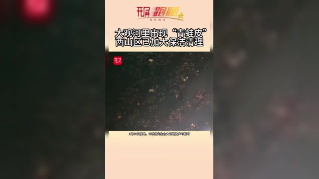 昆明大观河里出现“青蛙皮”,相关部门已进行清理