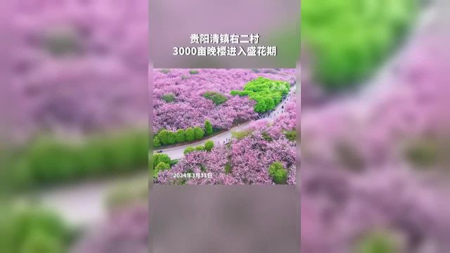 贵阳清镇右二村 3000亩晚樱进入盛花期(记者制作 陈兵)