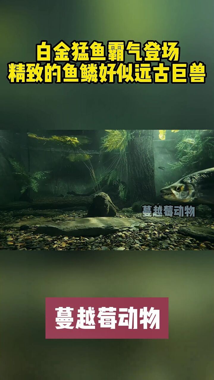 白金猛鱼霸气登场,精致的鱼鳞好似远古巨兽