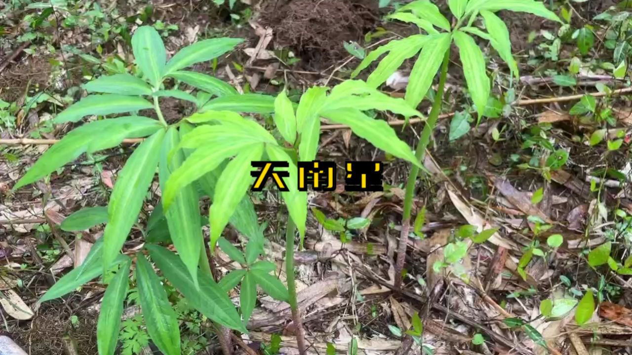 天南星 - 野生植物