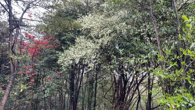 爬山看到1棵7米高粗度近10公分的野生檵木老桩,花量大分枝多