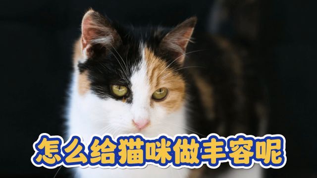 怎么给猫咪做丰容呢?这些方法简单上手