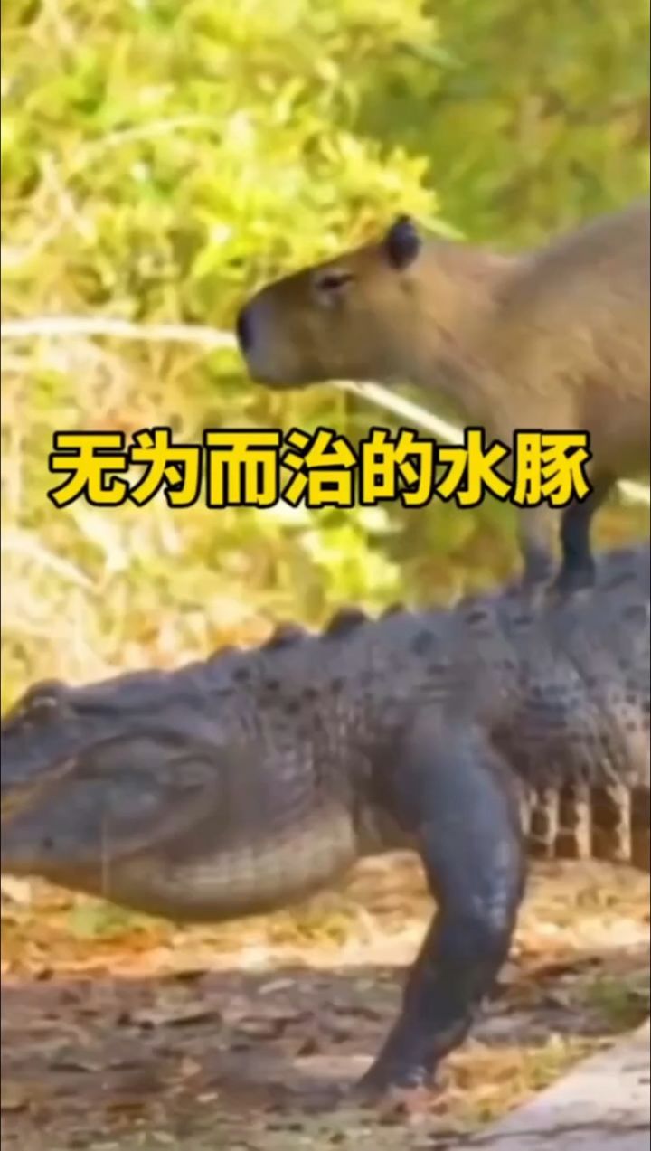 能和鳄鱼友好相处的卡皮巴拉(水豚)
