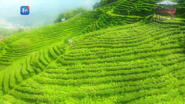 视频ⷮŠ大美岭南 | 河源紫金:春雨新芽 采撷春光