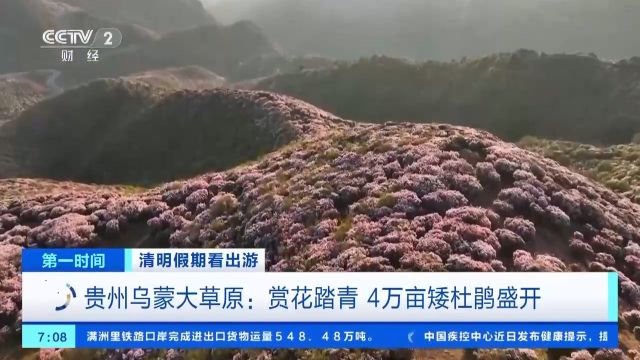 贵州乌蒙大草原4万亩矮杜鹃盛开 “换装旅拍”火热出圈