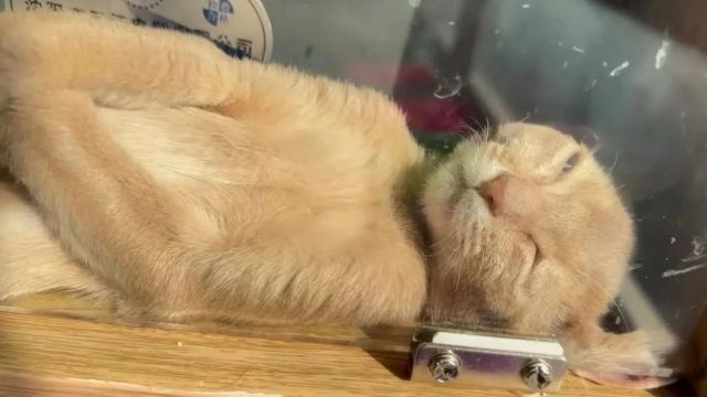 猫咪竟这样睡觉?不知道的还以为是猫乃伊,冒犯了猫猫酱!