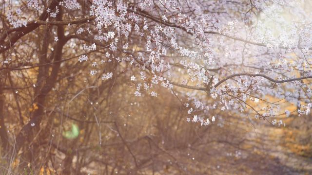 樱花散落迷人眼, 芳香飘散满庭间