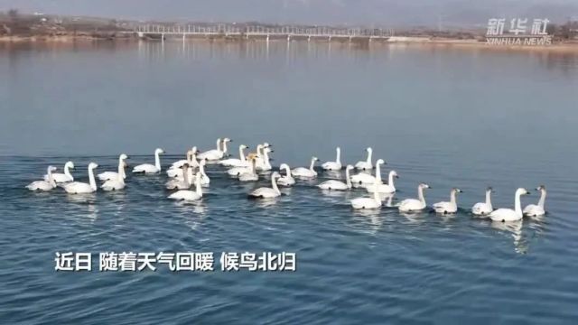 千城胜景|河北内丘:鹊山湖 天鹅舞