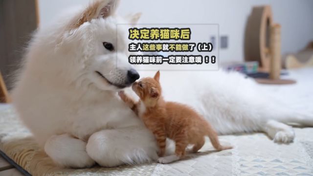 决定养猫后,这些事就不能做了,领养猫咪前一定要注意哦(上)