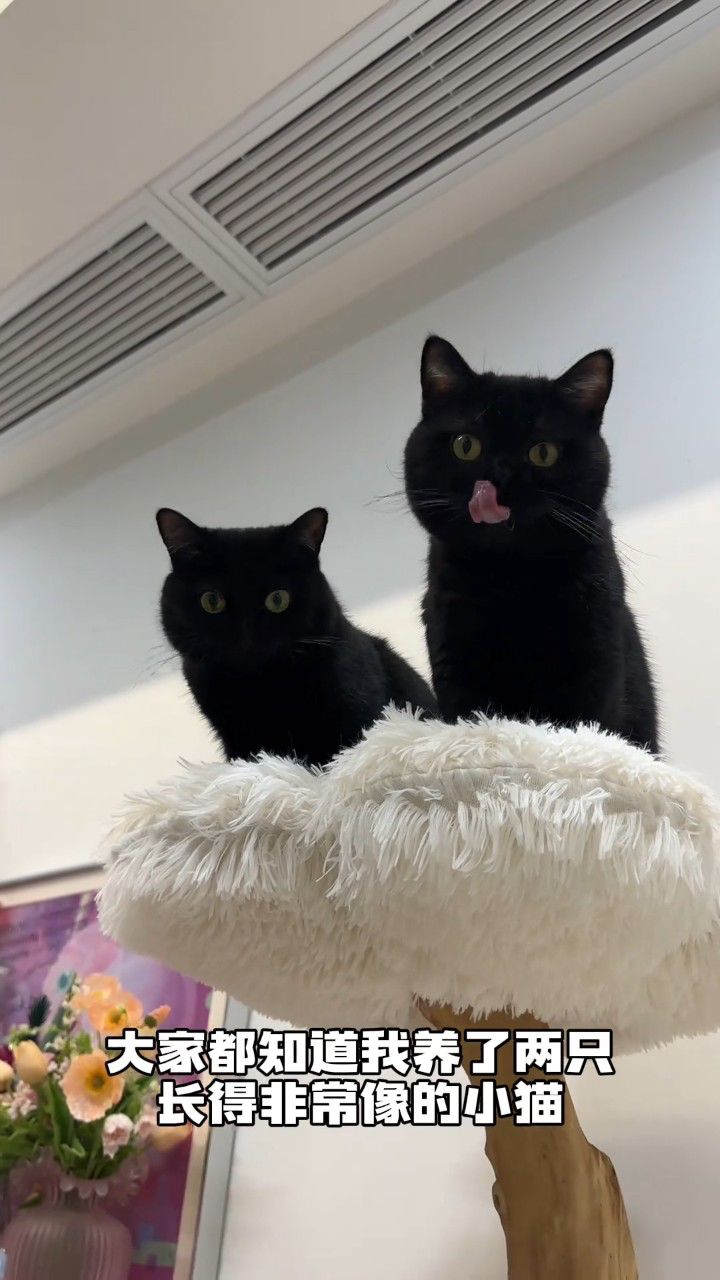养了一对双胞胎小猫是什么体验?