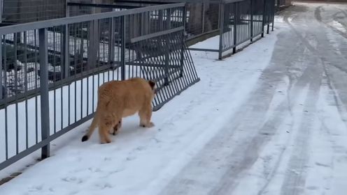 小狮子:我证明,雪地洗皮草是真的有用!_高清1080P在线观看平台_腾讯视频