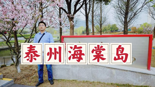 漫游泰州海棠岛,这里遍植浪漫海棠树,花开时节真的太美了