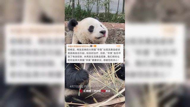 系高血压引起!大熊猫保护中心回应大熊猫“华美”流鼻血