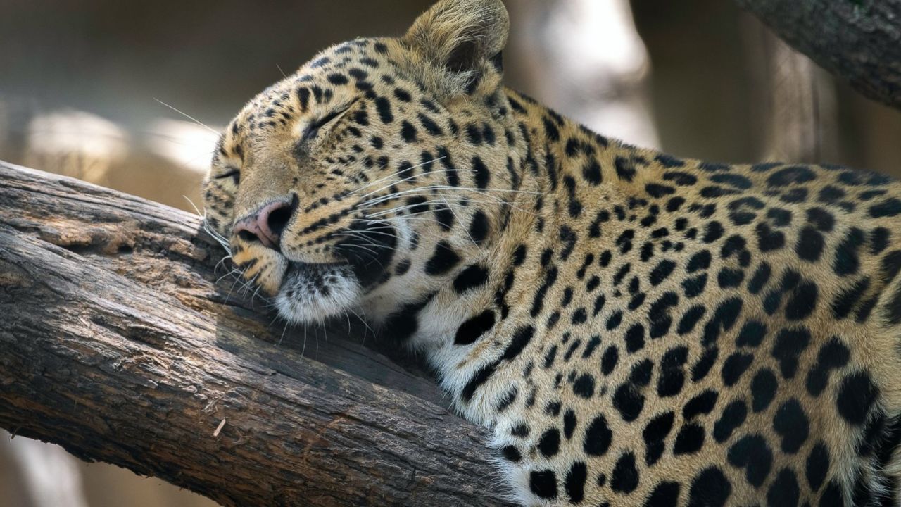 这么爱睡的豹子你见过吗?